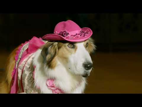 Pup Star-Tiny and Emily Rose-Broken Hearted