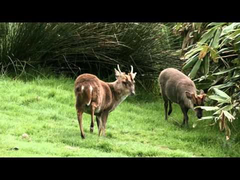 Web video of Dartmoor Zoo - A Student training film made by Plymouth based FLM