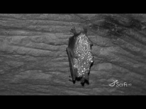 Ghost Hunters International S01E22 Ghosts In The City Of Lights