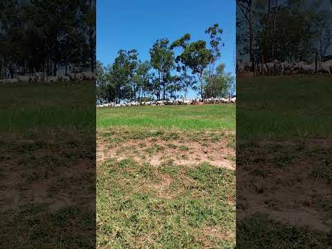 fazenda ipê terra boa PR.