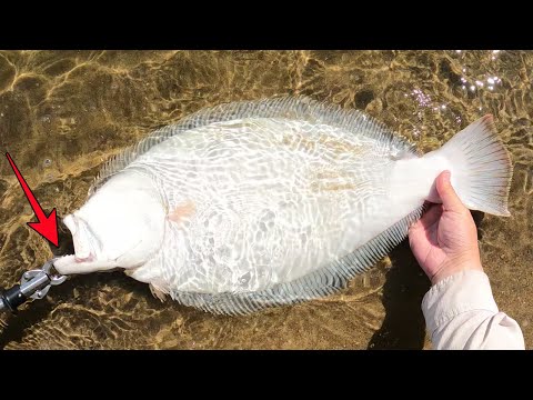 Giant Flounder from Shore - Fluke Fishing with Hard Jerkbaits