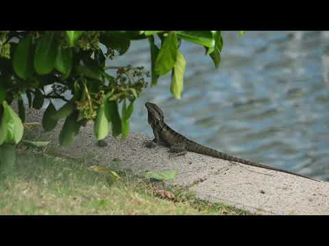 7621 Fairway Boulevard, Hope Island, QLD 4212, 4房, 3浴, House