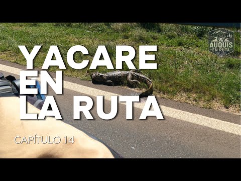 ENCONTRAMOS UN YACARE EN PLENA RUTA DE CERRO AZUL A BUENOS AIRES!!!!