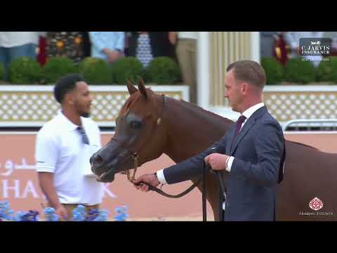 N 64 MZOON AL DIRIYAH   GCAT London 2025   Senior Mares   Section A Class 3A