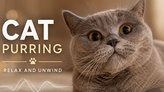 Healing CAT Liaha Purr Sounds 🐾 RELAX Your Mind & Body👌 MQDEFAULT Thumbnail