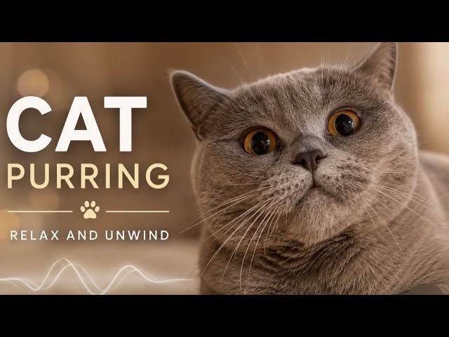 Healing CAT Liaha Purr Sounds 🐾 RELAX Your Mind & Body👌