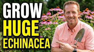 Simple Steps for Massive Echinacea Production | Pruning, Watering, Fertilizing