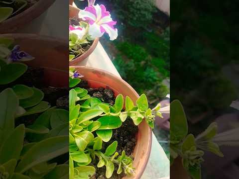 Winter flower #relaxing #like #flowers #suscribe #sudeshna