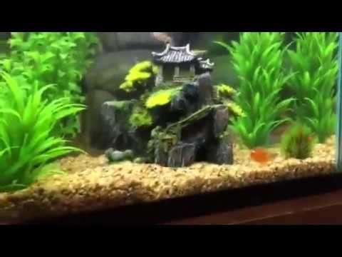 My New Twenty Gallon Aquarium (and stocking)!!