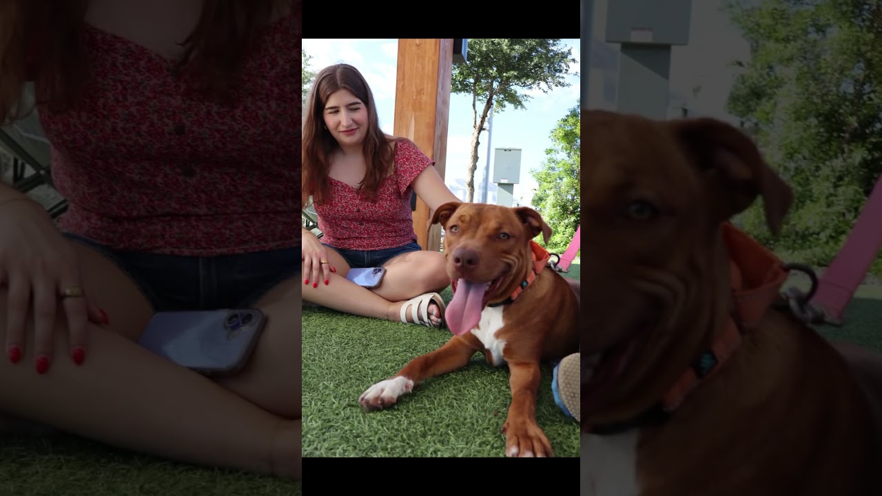 Enlarge Bubbles, a Adoptable mixed breed in Round Rock, TX video 6/6
