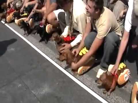 Amazing Dogs Race......