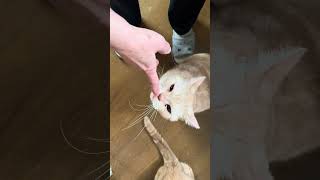 【猫動画】可愛い猫家族