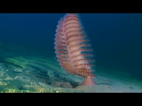 Pennatula rubra