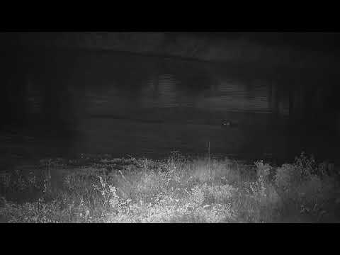 Djuma: Three Hippos returned to the dam - 05:28 - 04/26/21