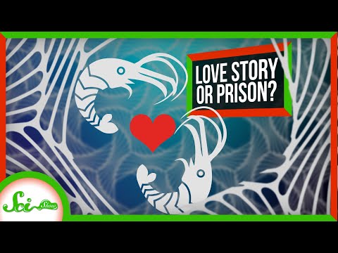 The Shrimp and the Sponge: A Deep Sea Love Story