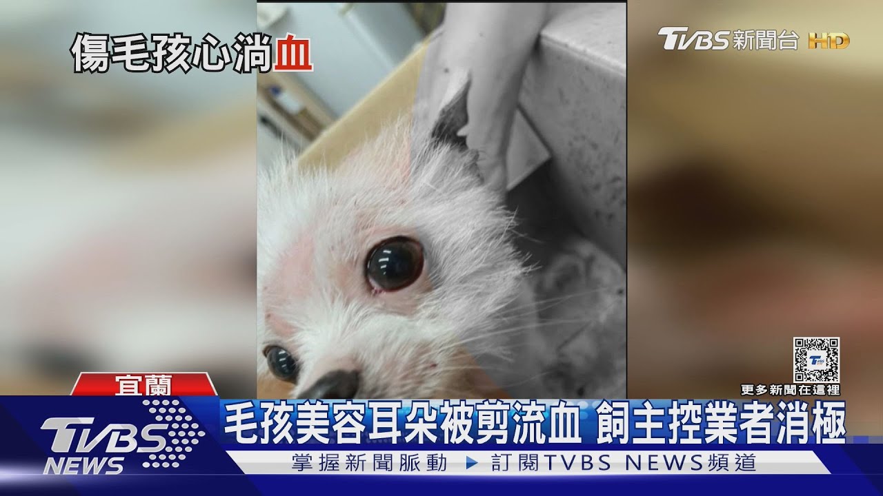 毛孩美容耳朵被剪流血 飼主控業者消極