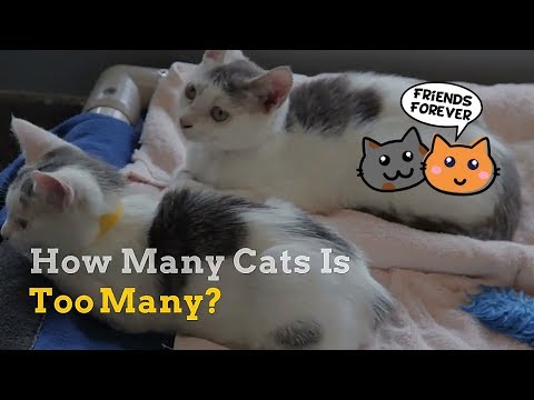 How Many Cats Is Too Many | Are You Cat Owner or Cat Hoarder