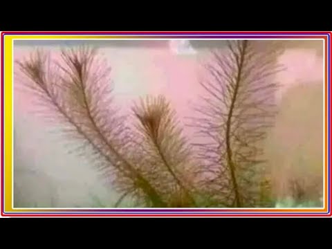 HDR 4K Portrait Professional Retouching LookCanonR5+Photoshop ColorGrading Masterclass Bf #trending