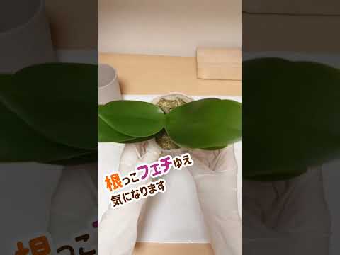 茎のなくなった蘭を再び咲かせるにはどうすればよいでしょうか？私たちのシンプルなソリューション!  庭園
