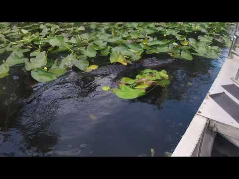 Gigantic and scary alligators at Everglades National Park (4K)