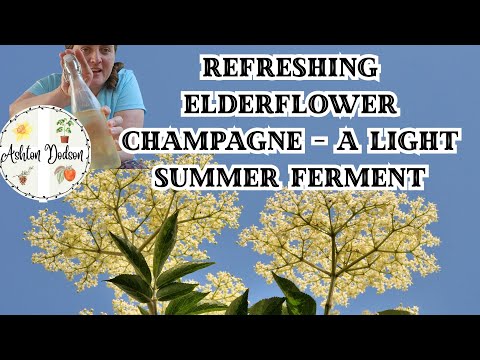 Elderflower Champagne Recipe – Summer in a Bottle!