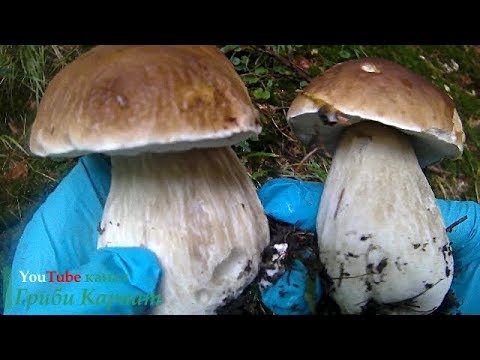 Трошки Білих Грибочків Немножко Белых грибочков A bit of White Hush