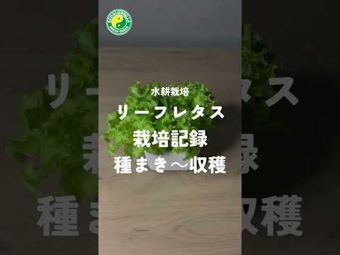 春レタスの種まき