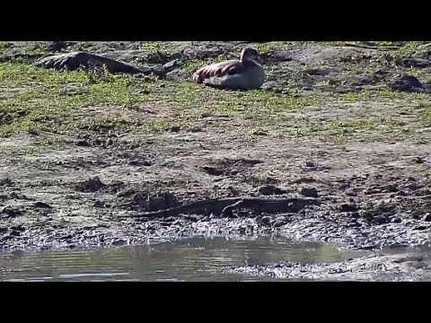Djuma: Egyptian Geese and Water Monitor Lizard - 13:54 - 05/29/20