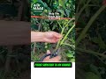Cutting Grows Faster Than Seed Garden Seeds Shorts