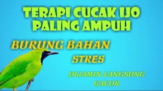 Download lagu Terapi Semua Cucak Ijo stres macet bunyi Auto Gacor Bongkar Isian | GUDANG MASTERAN mp3 Download lagu Terapi Semua Cucak Ijo stres macet bunyi Auto Gacor Bongkar Isian | GUDANG MASTERAN mp3