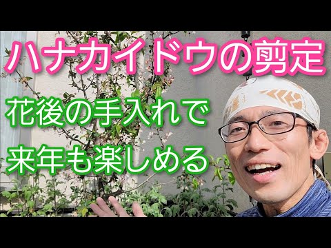 初期の花芽を剪定する必要がありますか 木 低木 剪定 春