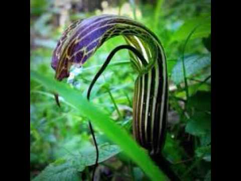 Manoharamaya Song Ramla Kabeer