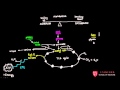 Basics Of Metabolism Just Cook For Kids