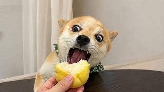 犬のおもしろ動画 🐶🤣 | 思わず笑ってしまうかわいい犬たち