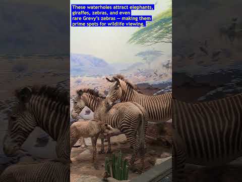 Kenya’s Wild Oasis | American Museum of Natural History | NYC | US Travel Diaries