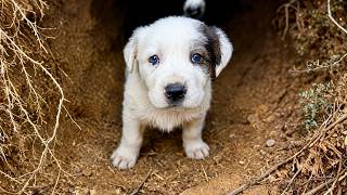 Abandoned Puppy was Desperately Pleading for Help Until This Happened