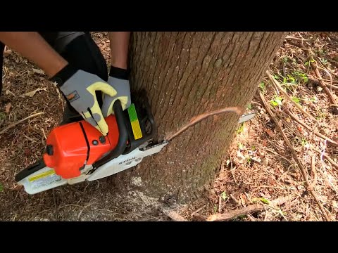 download lagu mp3 mp4 Tree Cutting Tricks, download lagu Tree Cutting Tricks gratis, unduh video klip Tree Cutting Tricks