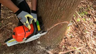 How to Fell a Tree with a Chainsaw