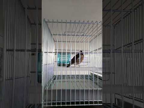 Legendary Goldfinch Singing - HD sound - Best for training| Partridges Lover