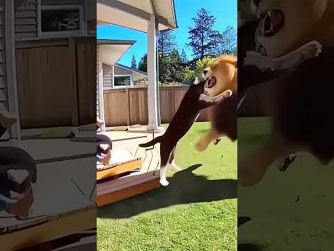 Brave Cat Confronts a Lion in the Neighborhood