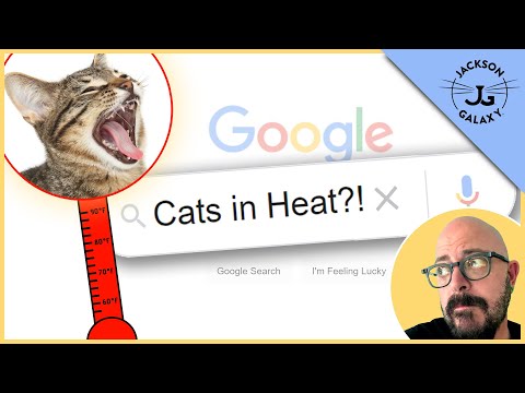 Female Cats and their Heat Cycle