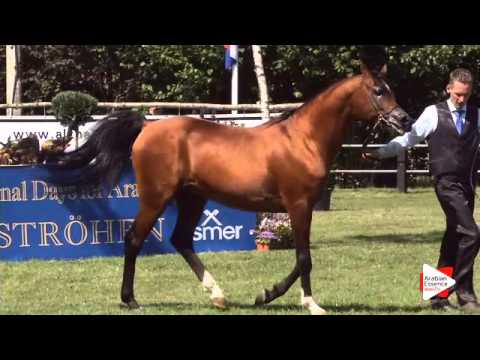 N.67 E.S. RIVAS - Ströhen 2015 C-Show - Stallions 10 years old and over (Class 14)