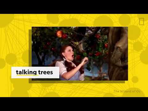 How trees secretly talk to each other in the forest