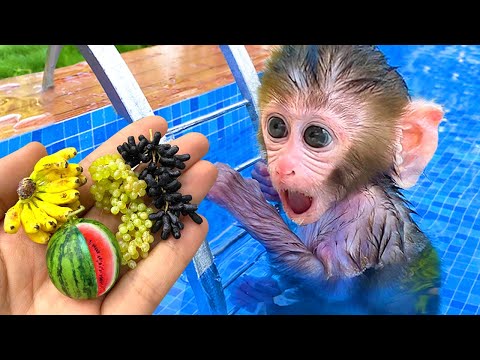 Monkey Baby Bon Bon plays in the pool with puppy and ducklings & eats fruit in the garden
