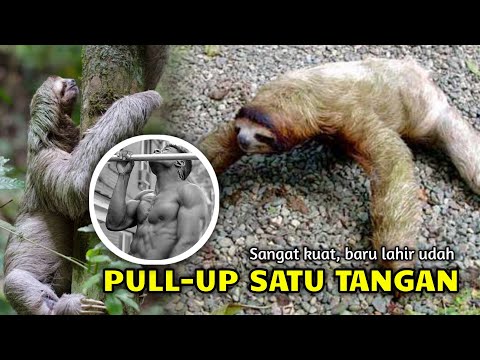 Merayap nan lambat - Kungkang