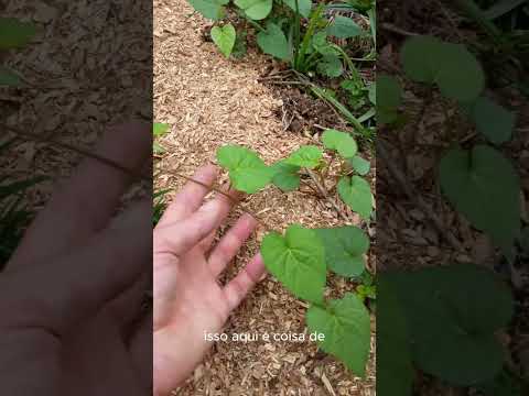 Thumbnail do vídeo 2 da Stilla Bioativos no YouTube