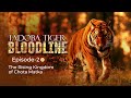 BLOODLINE OF TADOBA TIGERS CHOTA MATKA MAYA WAGHDOH MATKASUR EP 2 TADOBA TIGER RESERVE