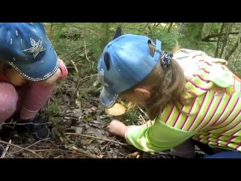 В лес по грибы.Какие грибы нашли Соня и Кира в начале июля.