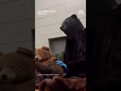 San Diego Humane Society employees wear bear costumes to take care of rescued bear cub