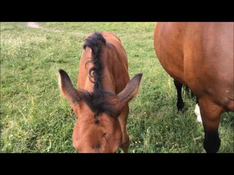 160615 Nirma 6weeeks